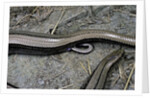 Anguis fragilis (Slow Worm) - farrowing by Anonymous