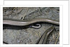 Anguis fragilis (Slow Worm) - farrowing by Anonymous