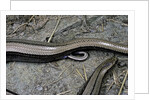 Anguis fragilis (Slow Worm) - farrowing by Anonymous