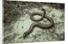 Anguis fragilis (Slow Worm) by Anonymous