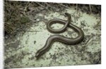 Anguis fragilis (Slow Worm) by Anonymous
