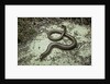 Anguis fragilis (Slow Worm) by Anonymous