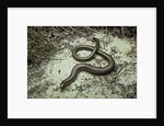 Anguis fragilis (Slow Worm) by Anonymous