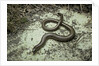 Anguis fragilis (Slow Worm) by Anonymous