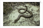 Anguis fragilis (Slow Worm) by Anonymous
