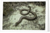 Anguis fragilis (Slow Worm) by Anonymous