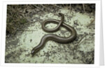 Anguis fragilis (Slow Worm) by Anonymous