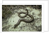 Anguis fragilis (Slow Worm) by Anonymous