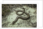 Anguis fragilis (Slow Worm) by Anonymous