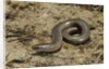 Anguis fragilis (Slow Worm) by Anonymous