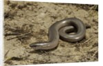 Anguis fragilis (Slow Worm) by Anonymous