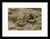 Anguis fragilis (Slow Worm) by Anonymous