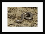 Anguis fragilis (Slow Worm) by Anonymous