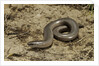 Anguis fragilis (Slow Worm) by Anonymous