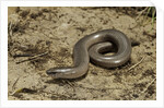 Anguis fragilis (Slow Worm) by Anonymous