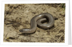 Anguis fragilis (Slow Worm) by Anonymous