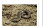 Anguis fragilis (Slow Worm) by Anonymous