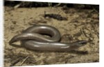 Anguis fragilis (Slow Worm) by Anonymous