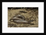 Anguis fragilis (Slow Worm) by Anonymous