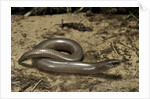 Anguis fragilis (Slow Worm) by Anonymous