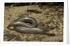 Anguis fragilis (Slow Worm) by Anonymous