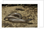 Anguis fragilis (Slow Worm) by Anonymous