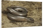 Anguis fragilis (Slow Worm) by Anonymous