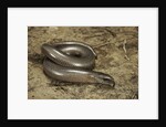 Anguis fragilis (Slow Worm) by Anonymous