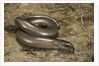 Anguis fragilis (Slow Worm) by Anonymous