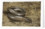 Anguis fragilis (Slow Worm) by Anonymous