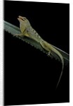 Anolis roquet salinei (savannah anole) by Anonymous