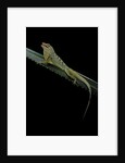 Anolis roquet salinei (savannah anole) by Anonymous