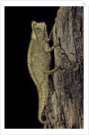 Brookesia superciliaris (brown leaf chameleon) by Anonymous