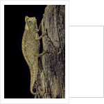 Brookesia superciliaris (brown leaf chameleon) by Anonymous