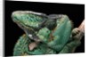 Chamaeleo calyptratus (veiled chameleon) by Anonymous