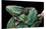 Chamaeleo calyptratus (veiled chameleon) by Anonymous