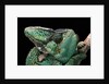 Chamaeleo calyptratus (veiled chameleon) by Anonymous
