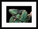 Chamaeleo calyptratus (veiled chameleon) by Anonymous