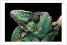Chamaeleo calyptratus (veiled chameleon) by Anonymous