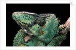 Chamaeleo calyptratus (veiled chameleon) by Anonymous