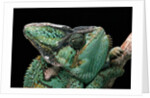 Chamaeleo calyptratus (veiled chameleon) by Anonymous