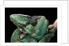 Chamaeleo calyptratus (veiled chameleon) by Anonymous