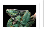 Chamaeleo calyptratus (veiled chameleon) by Anonymous