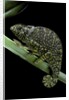 Chamaeleo dilepis (flapneck chameleon) by Anonymous