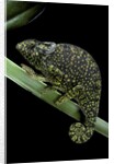 Chamaeleo dilepis (flapneck chameleon) by Anonymous