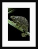 Chamaeleo dilepis (flapneck chameleon) by Anonymous