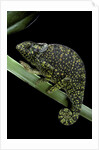 Chamaeleo dilepis (flapneck chameleon) by Anonymous