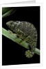 Chamaeleo dilepis (flapneck chameleon) by Anonymous