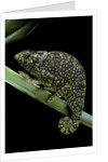 Chamaeleo dilepis (flapneck chameleon) by Anonymous