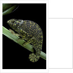 Chamaeleo dilepis (flapneck chameleon) by Anonymous